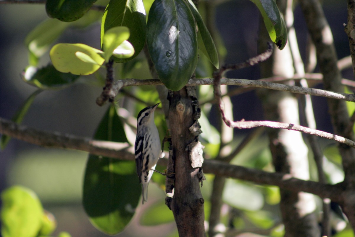 Black-and-white Warbler - ML609459147