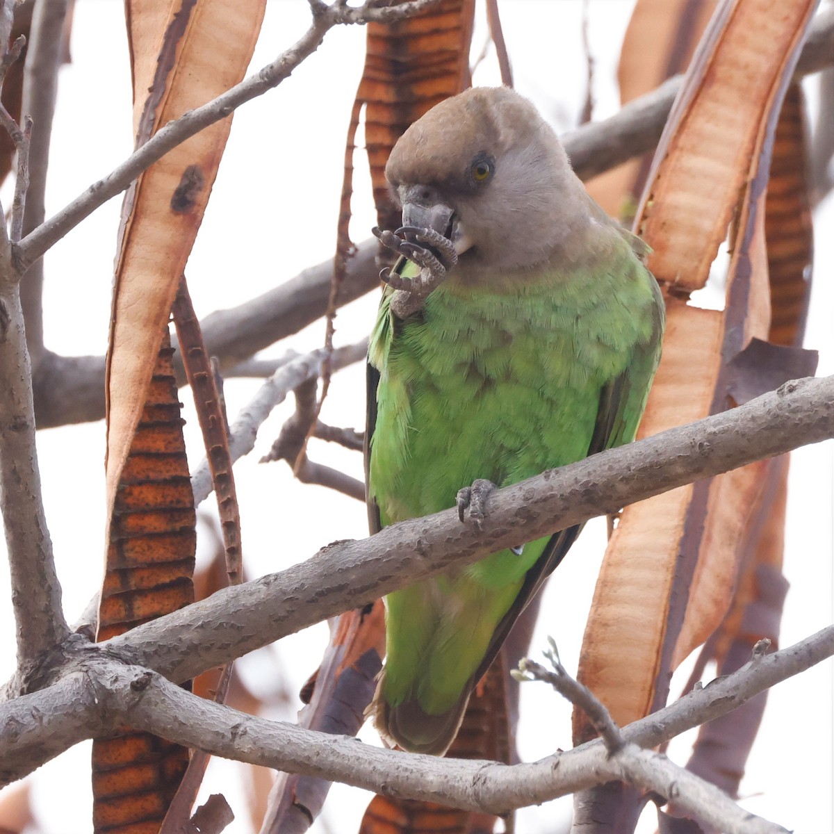 Brown-headed Parrot - ML609459275