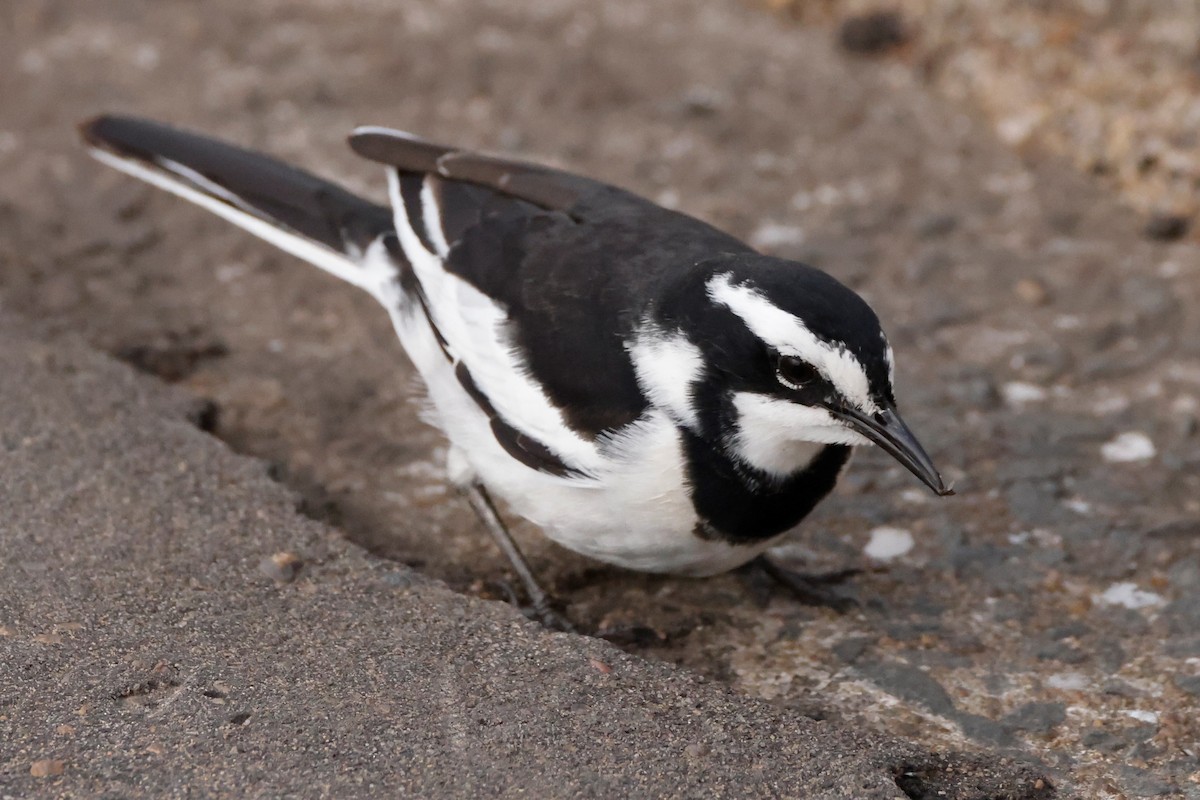African Pied Wagtail - ML609459493