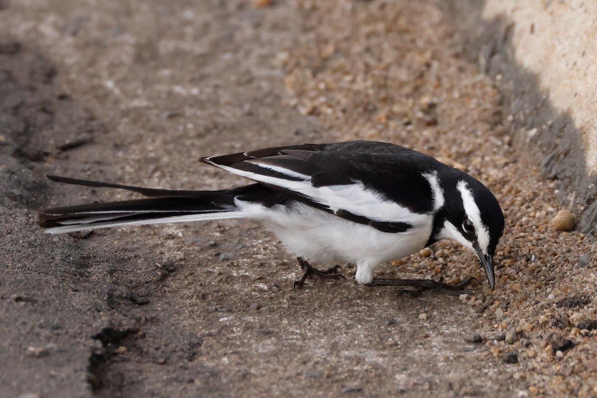 African Pied Wagtail - ML609459494