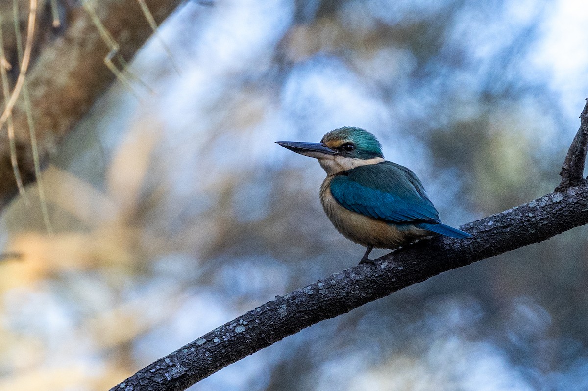 Sacred Kingfisher (Australasian) - Charlie Bostwick