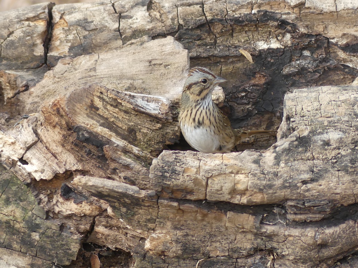 Lincoln's Sparrow - ML609459807