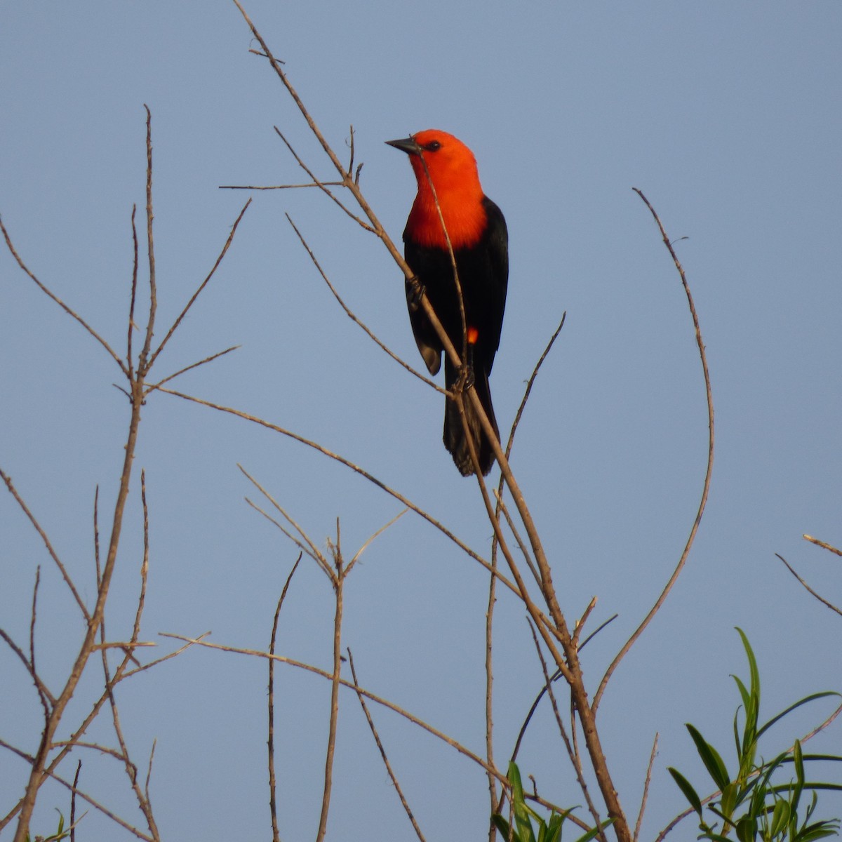 Scarlet-headed Blackbird - ML609459876