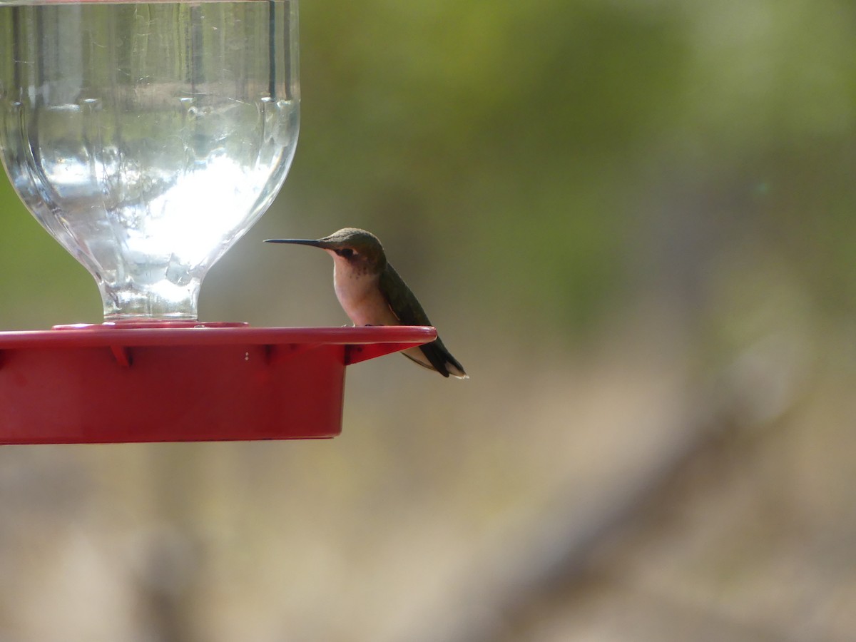 Ruby-throated Hummingbird - ML609460051
