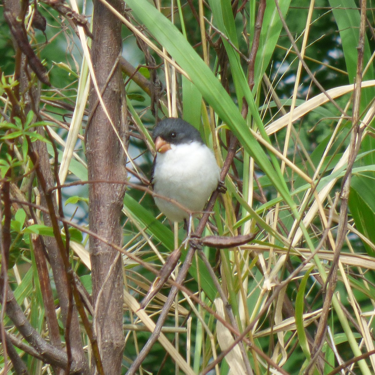 White-bellied Seedeater - ML609460457