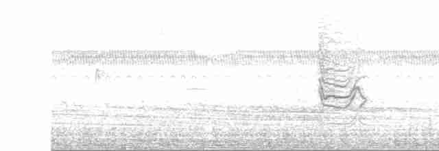 Ak Karınlı Tohumcul - ML609460591