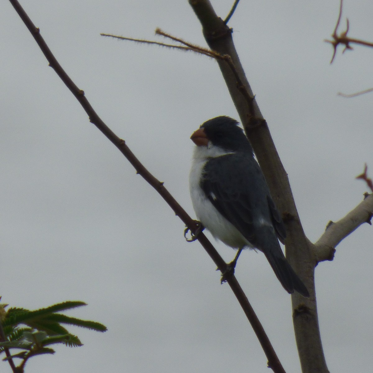 White-bellied Seedeater - ML609460620