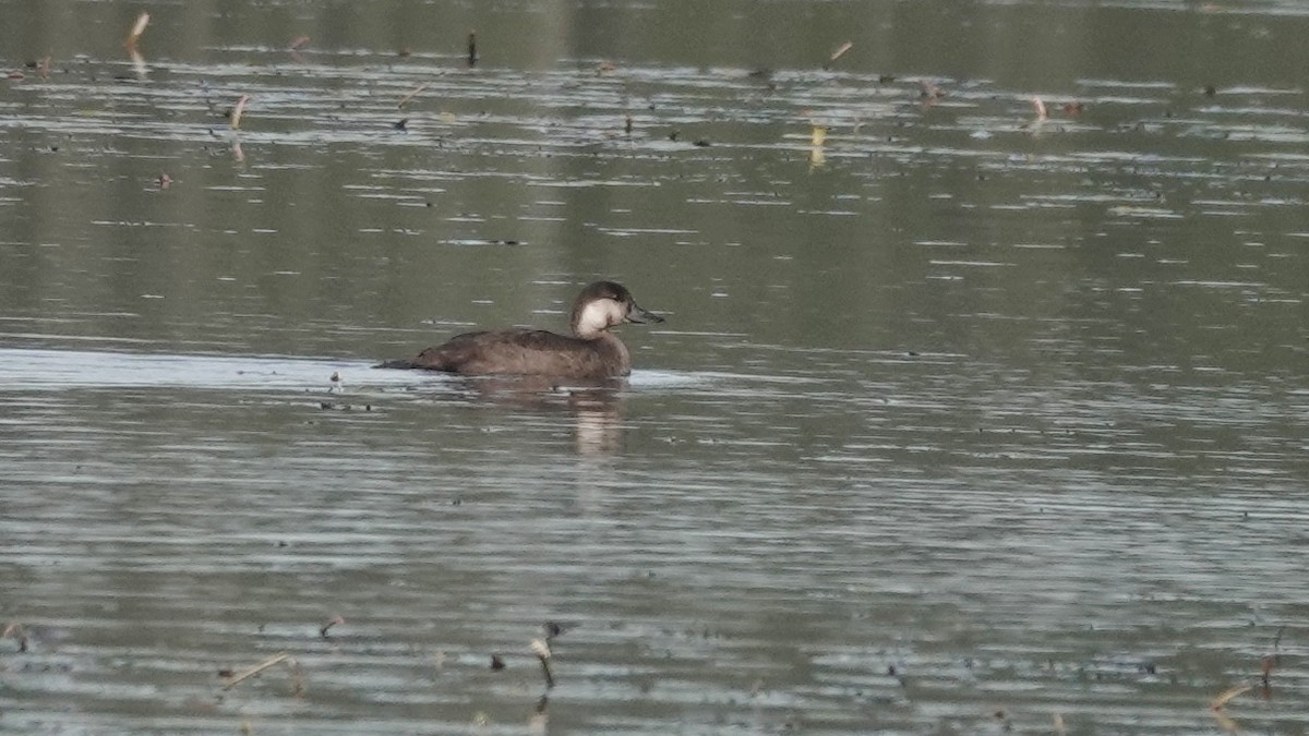 Black Scoter - Barry Day