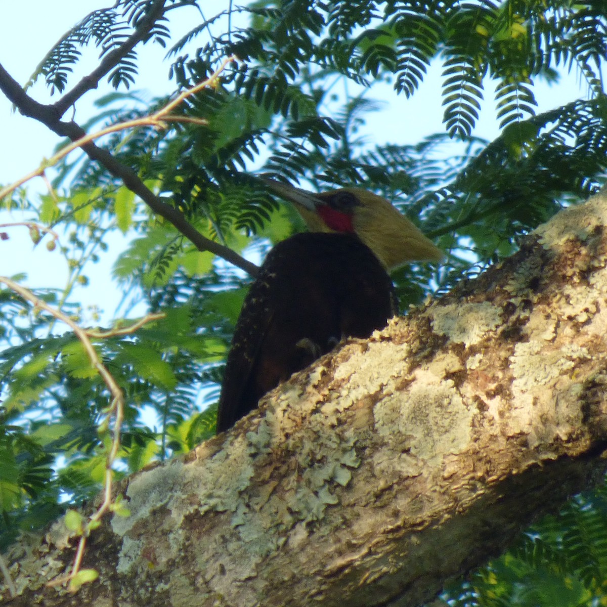 Pale-crested Woodpecker - PAULA ARNAIZ