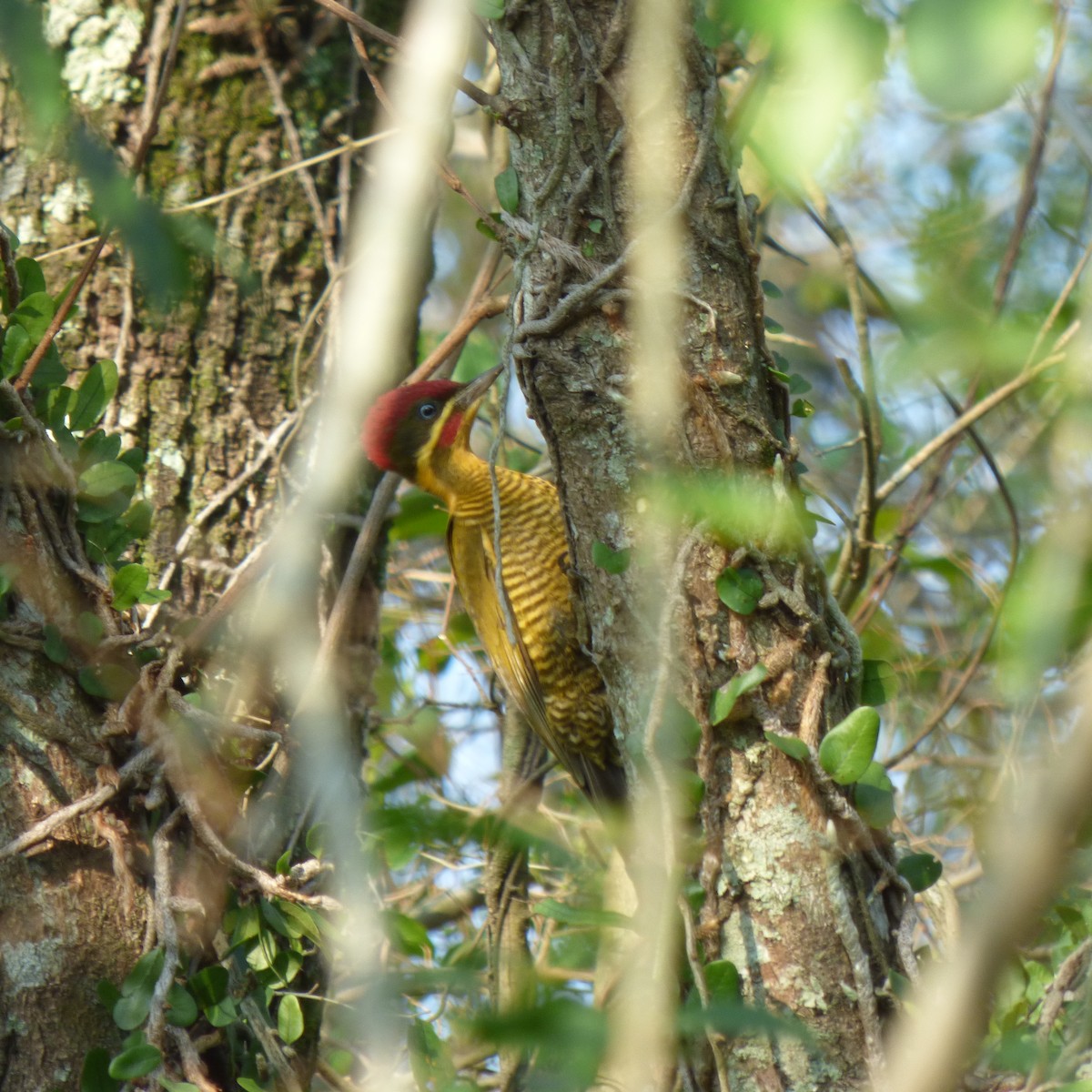 Golden-green Woodpecker - ML609460836