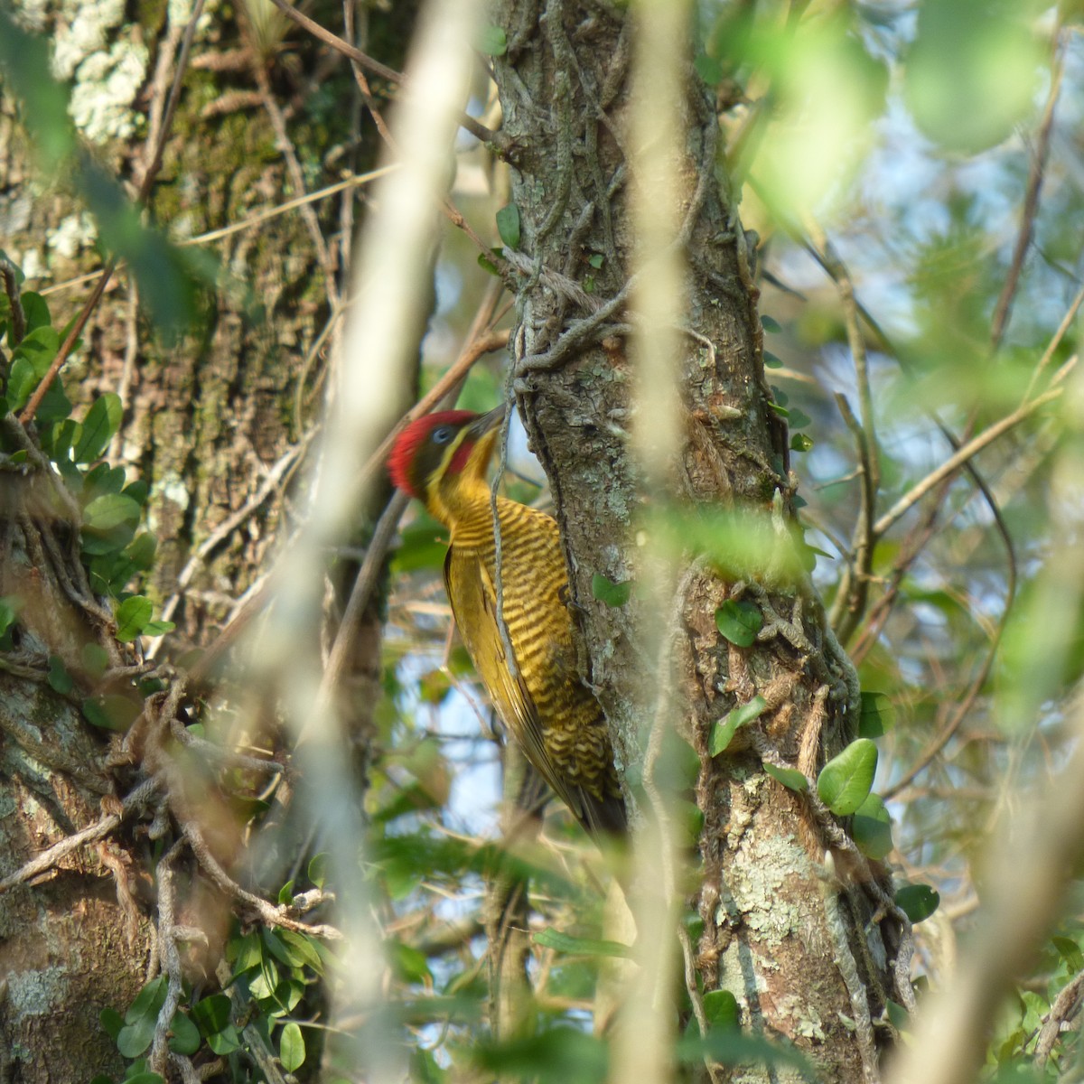 Golden-green Woodpecker - ML609460875