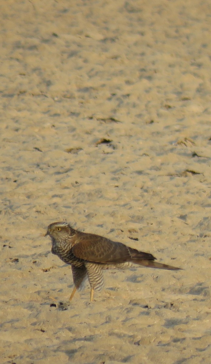 Eurasian Sparrowhawk - ML609461012