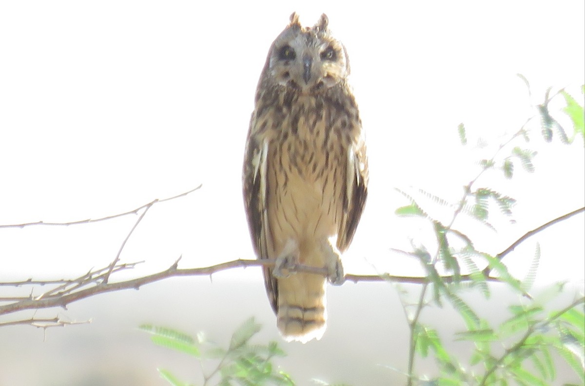 Short-eared Owl - ML609461069