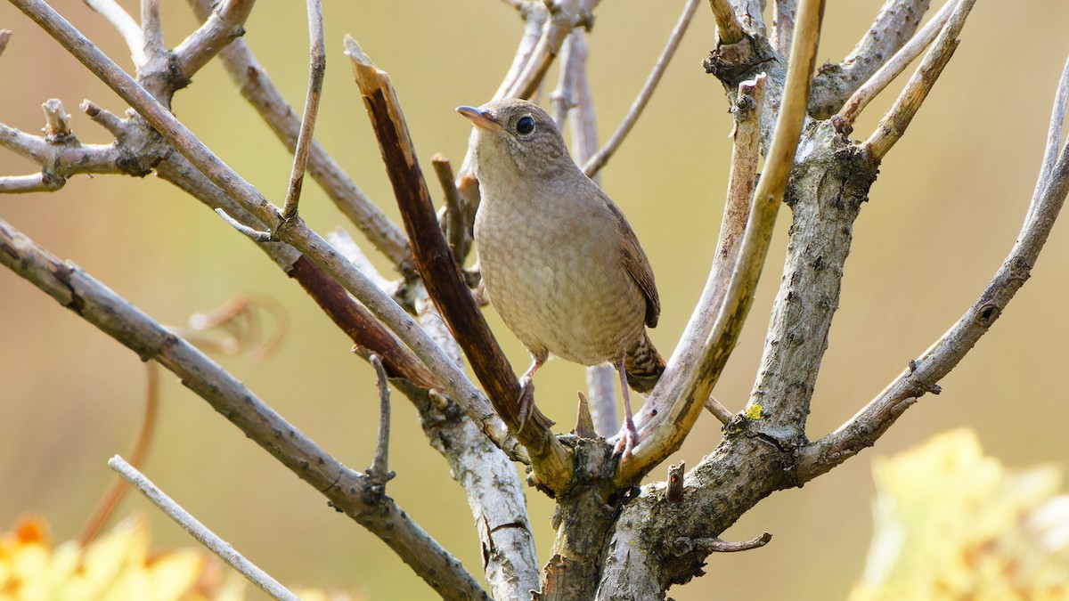 House Wren - ML609461118