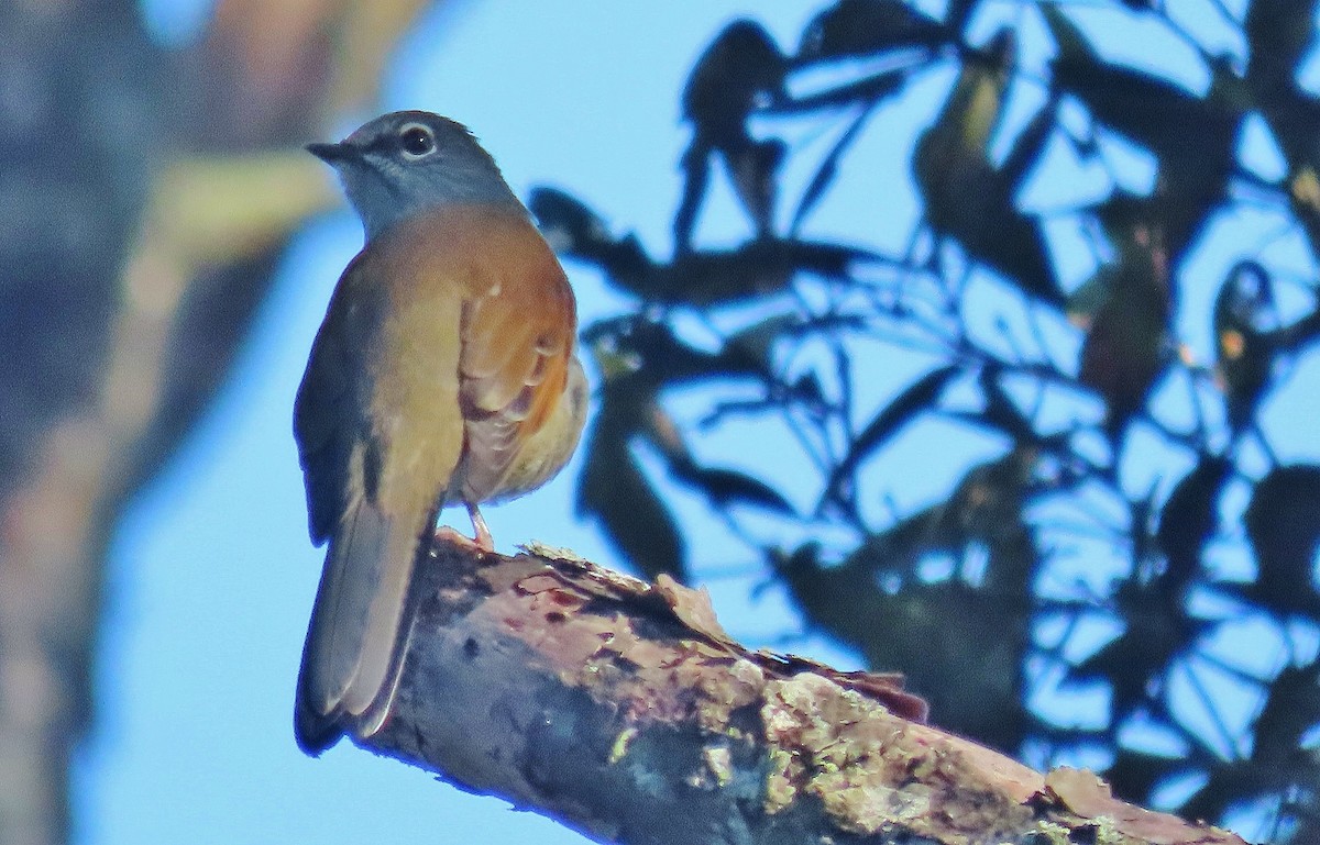 Brown-backed Solitaire - ML609461168