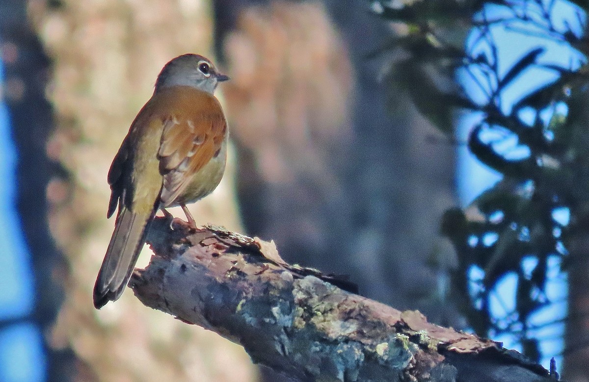 Brown-backed Solitaire - ML609461181