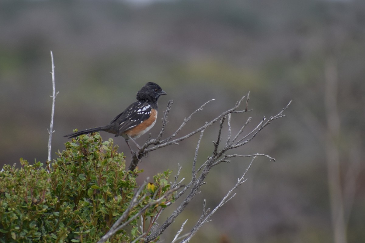 Spotted Towhee - ML609462023