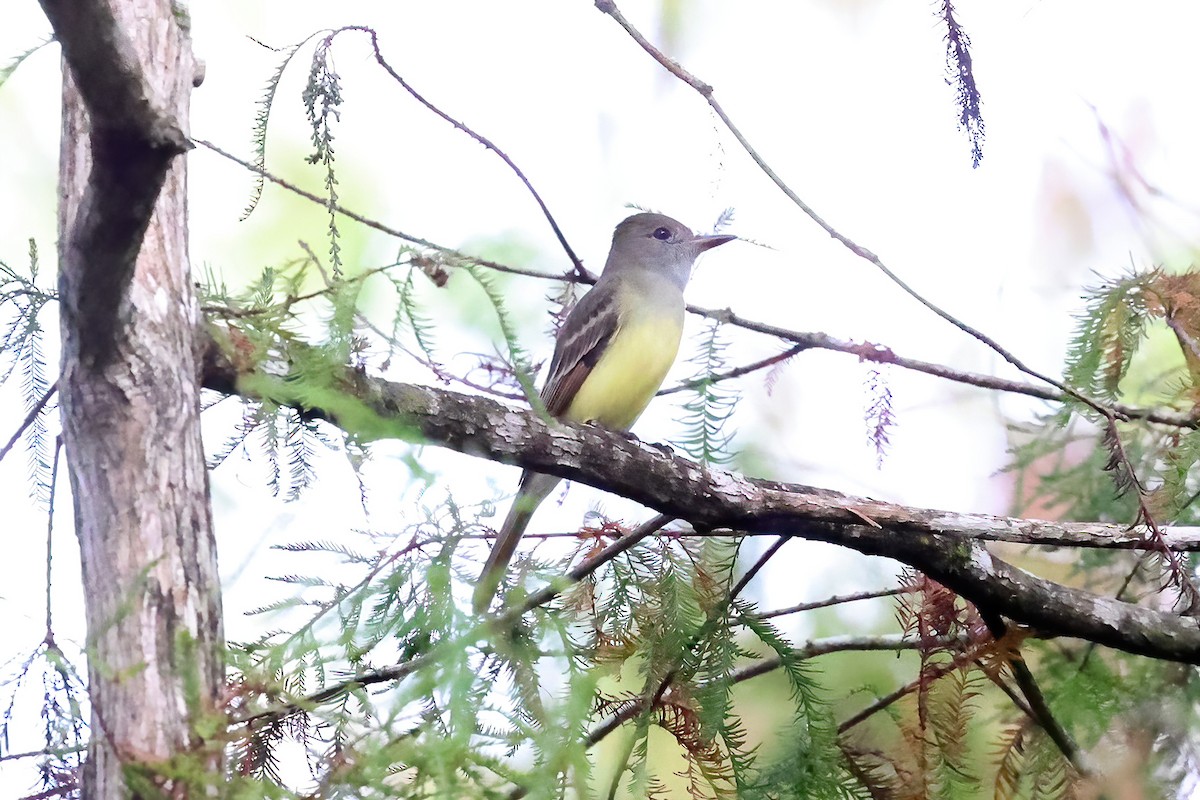 Great Crested Flycatcher - ML609462345
