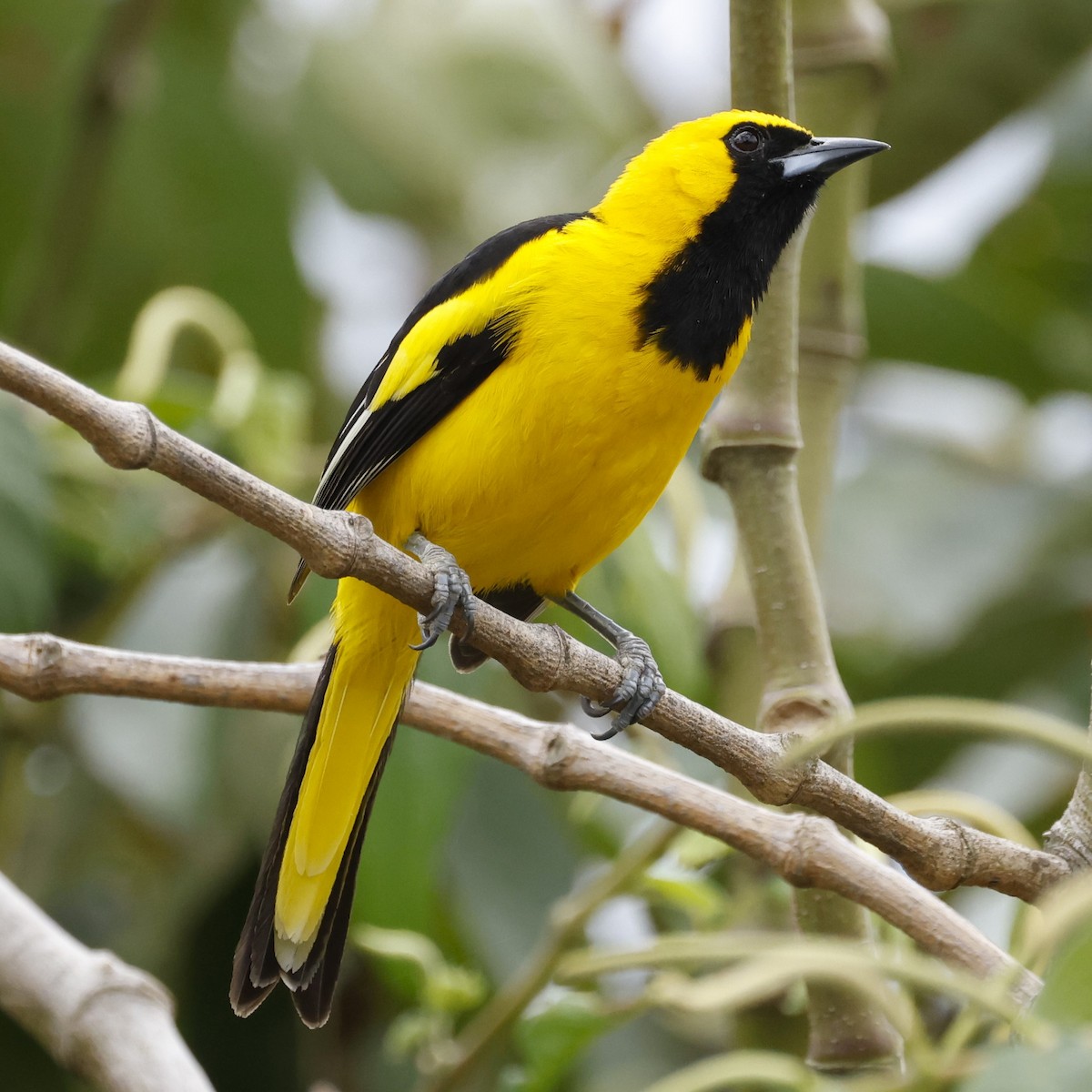 Yellow-tailed Oriole - ML609462354