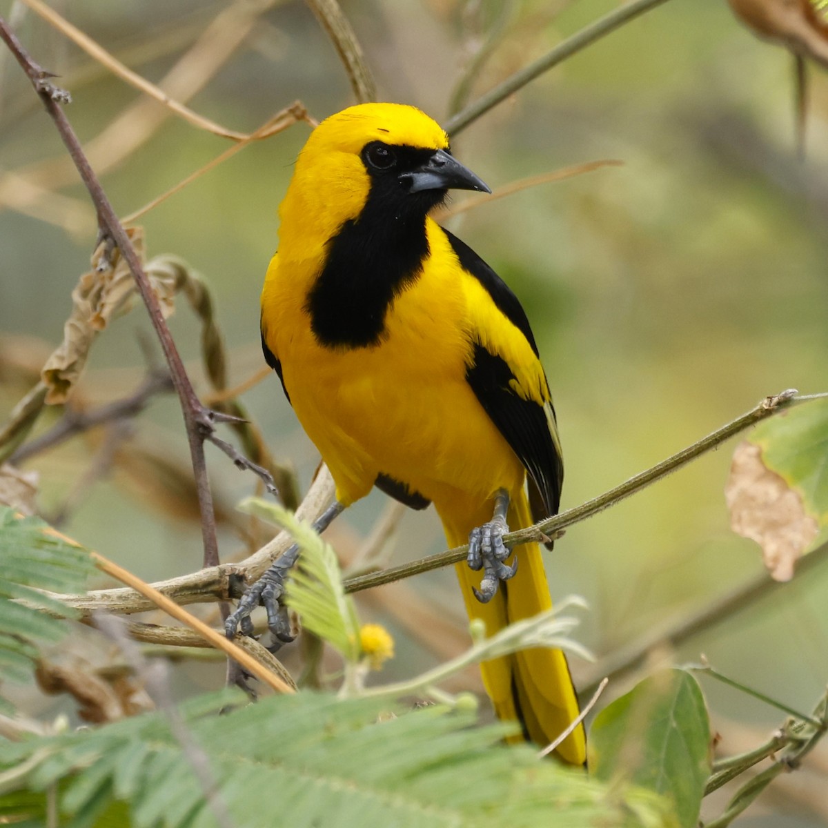 Yellow-tailed Oriole - ML609462357