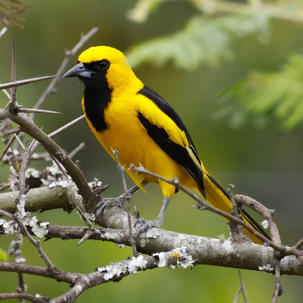 Yellow-tailed Oriole - ML609462359