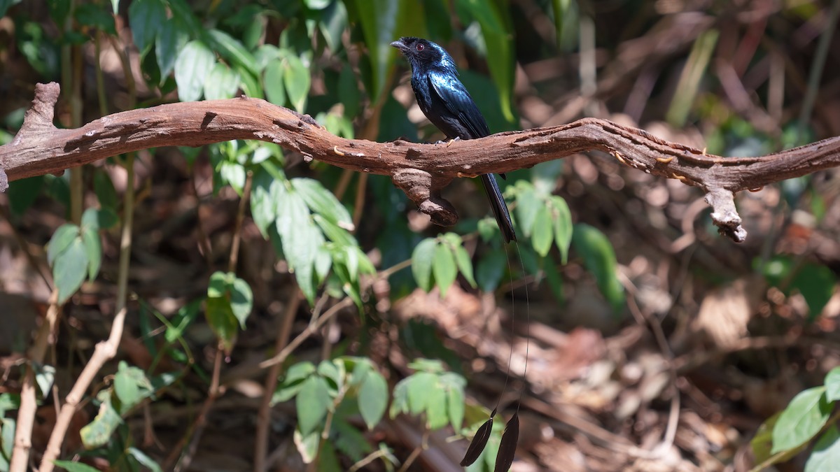 Lesser Racket-tailed Drongo - ML609462429