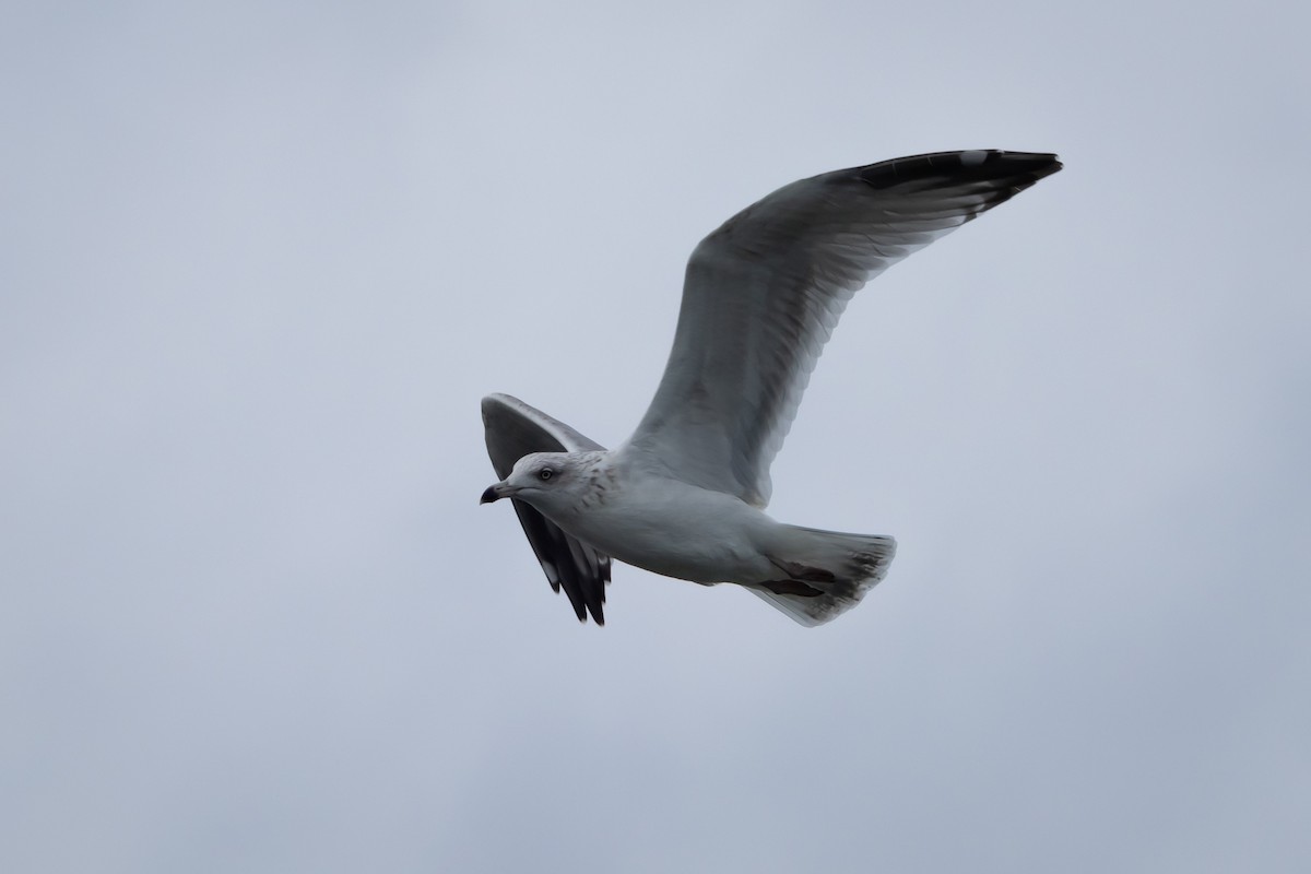Herring Gull (European) - ML609462521