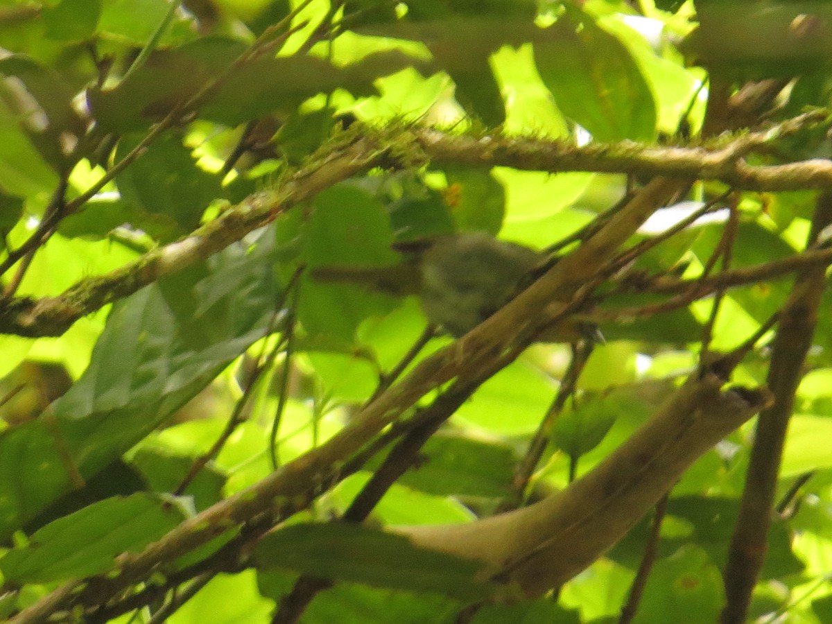 Thraupidae, unbestimmt (tanager sp.) - ML609462573