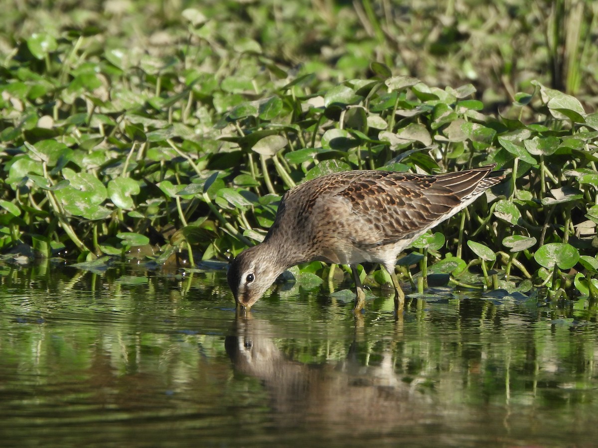 Long-billed Dowitcher - ML609463035