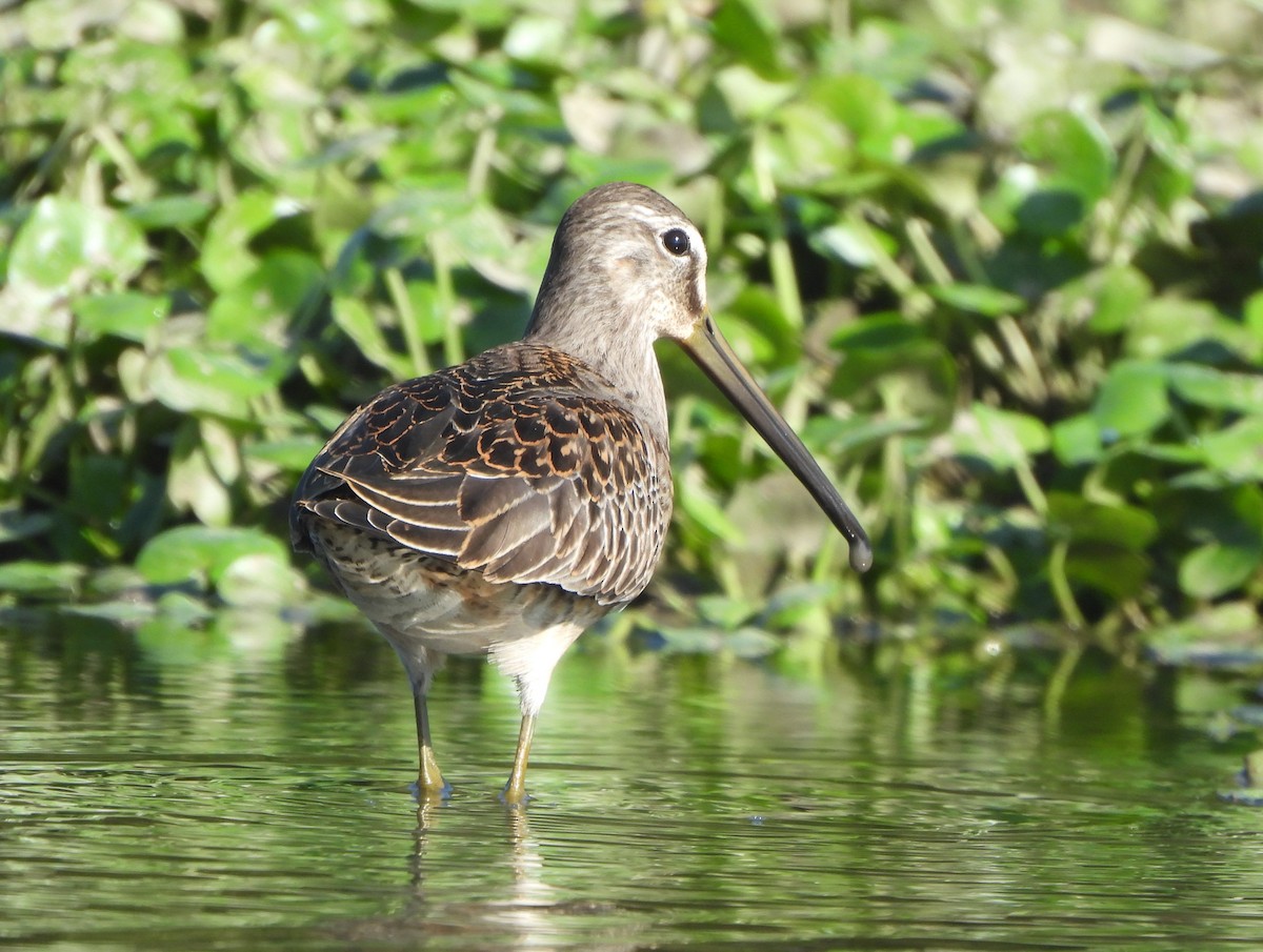 Long-billed Dowitcher - ML609463041