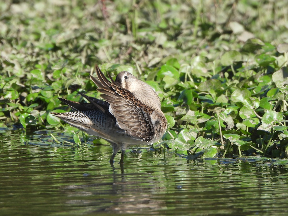 Long-billed Dowitcher - ML609463043