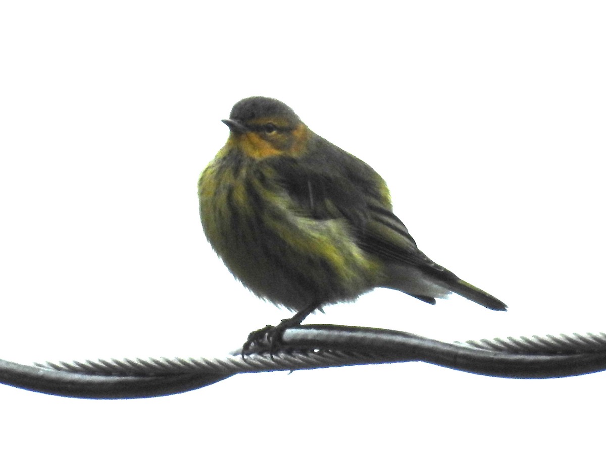 Cape May Warbler - ML609463053