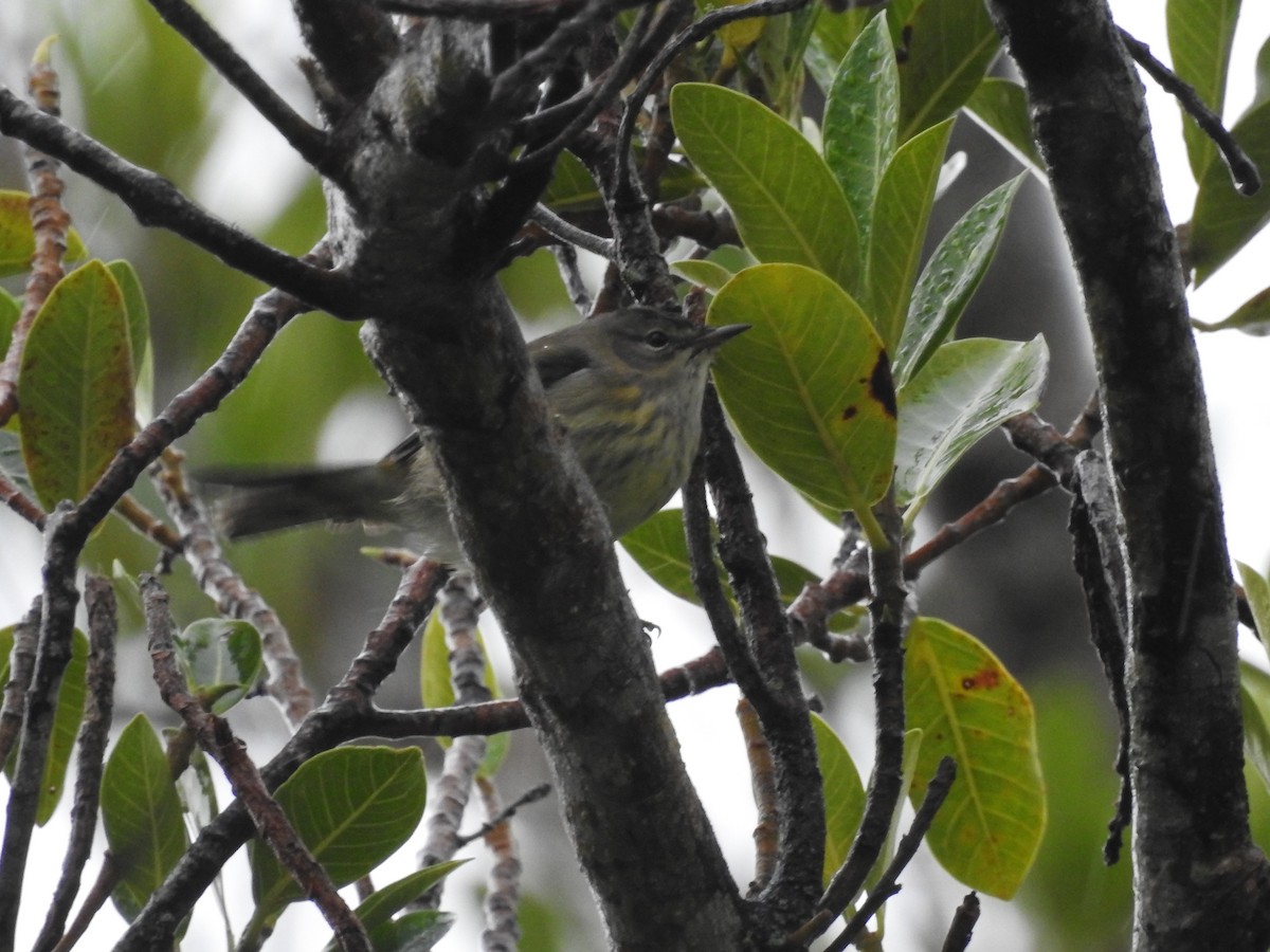 Cape May Warbler - ML609463054