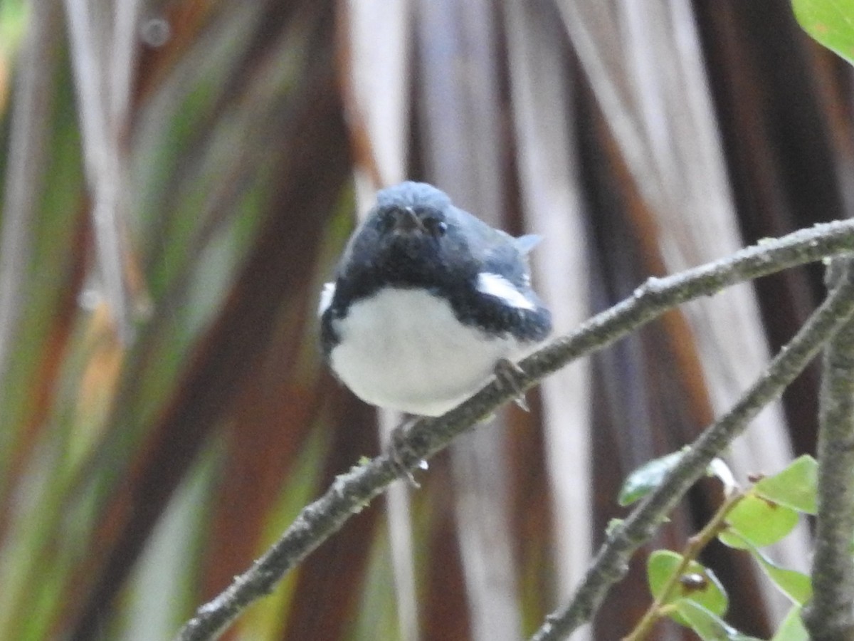 Black-throated Blue Warbler - ML609463104