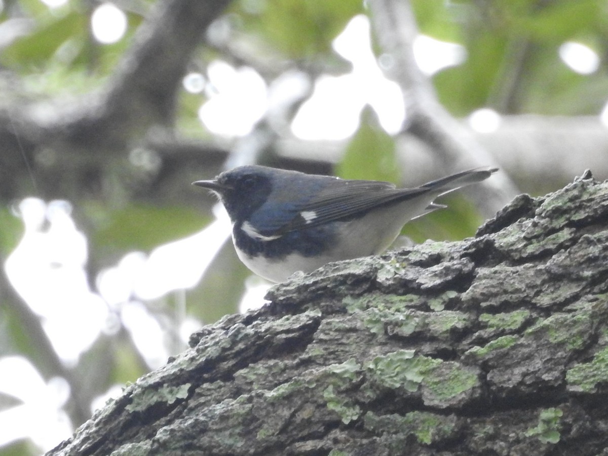 Black-throated Blue Warbler - Jeffrey Gammon