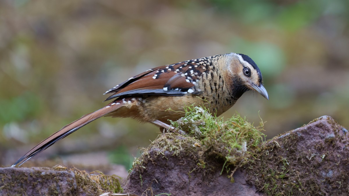 Spotted Laughingthrush - ML609463143