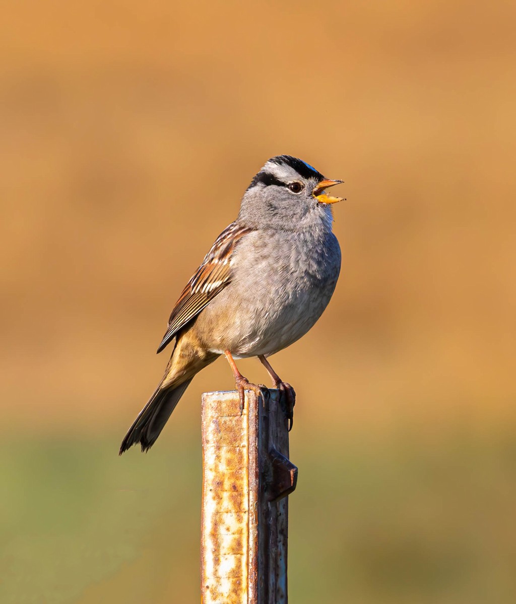 White-crowned Sparrow - ML609463851