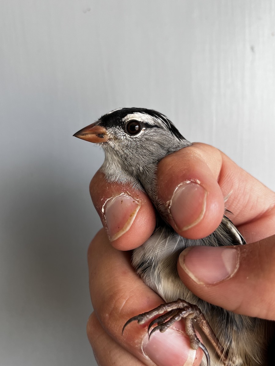 White-crowned Sparrow (oriantha) - ML609463857