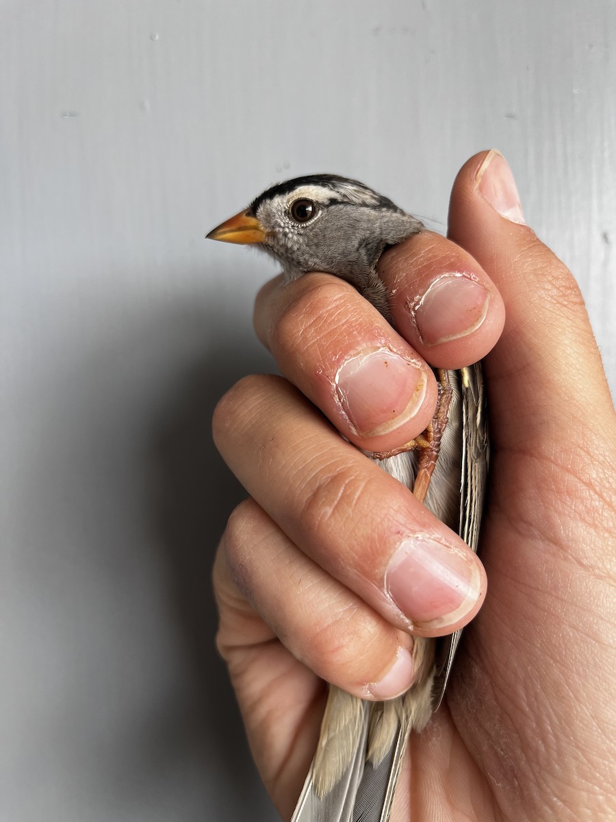 White-crowned Sparrow (Gambel's) - ML609463895