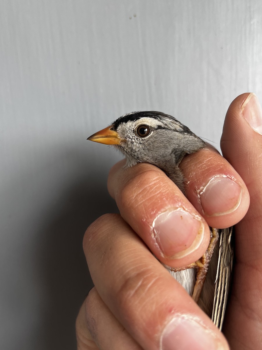White-crowned Sparrow (Gambel's) - ML609463896