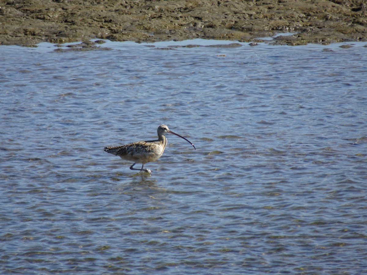 Long-billed Curlew - ML609464050