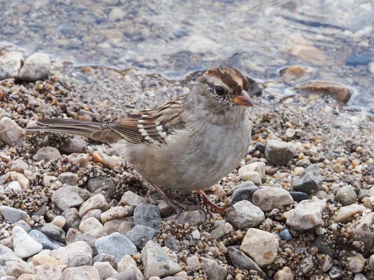 White-crowned Sparrow - ML609464076