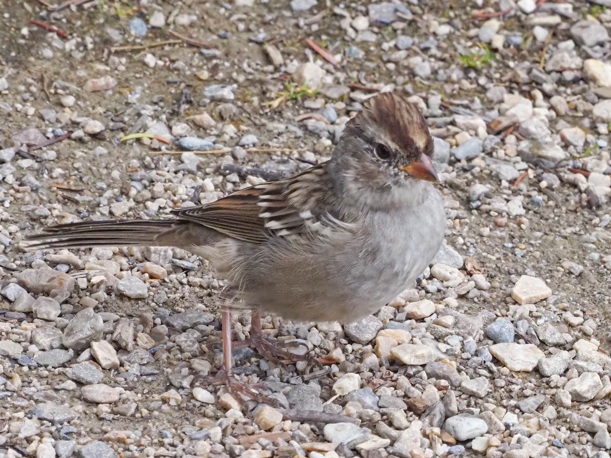 White-crowned Sparrow - ML609464077