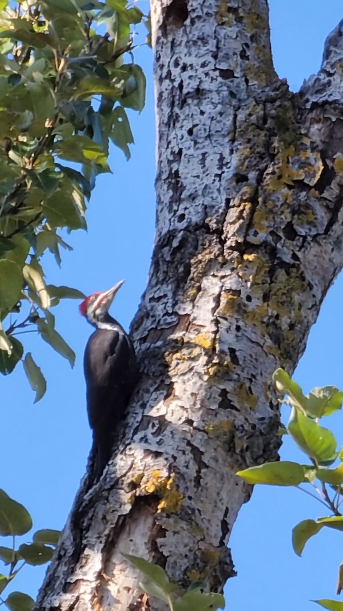 Pileated Woodpecker - ML609464248