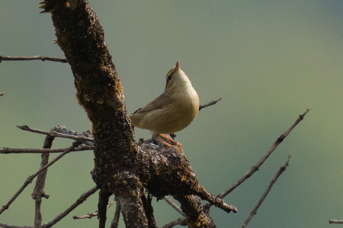 Yellow-streaked Warbler - Zongzhuang Liu