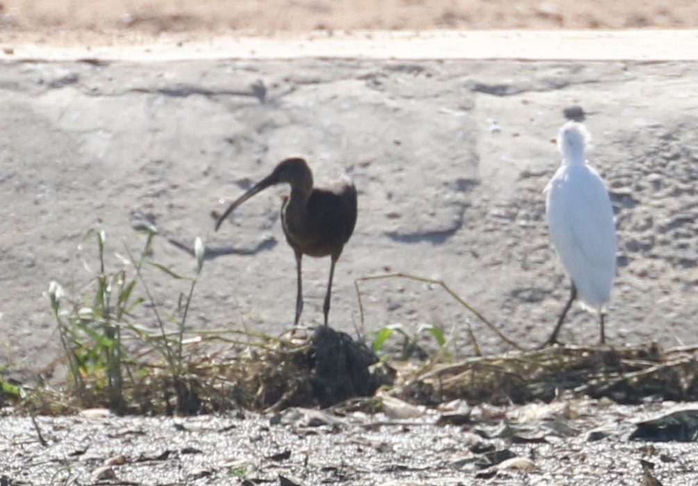 ibis hnědý - ML609464450