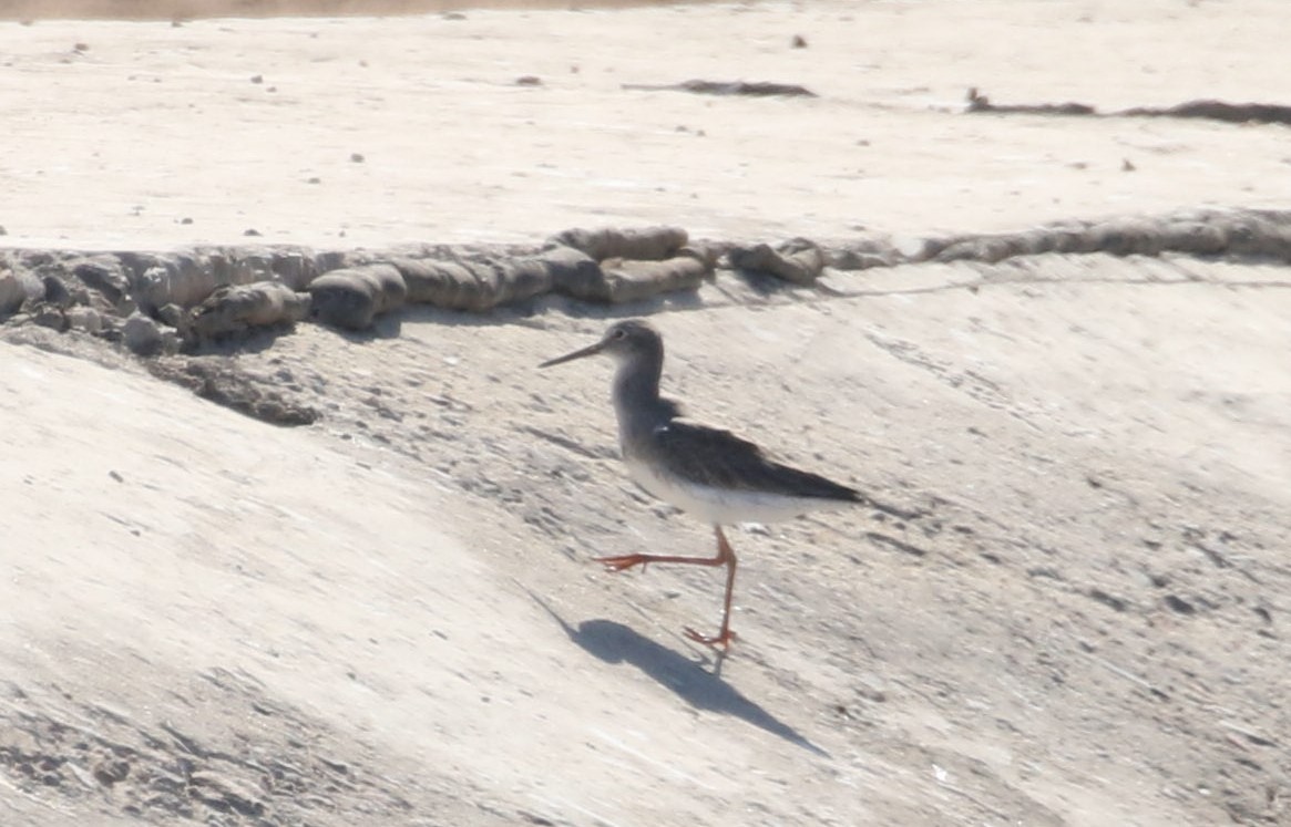 Spotted Redshank - ML609464548