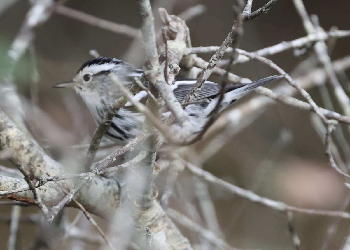 Black-and-white Warbler - ML609464573