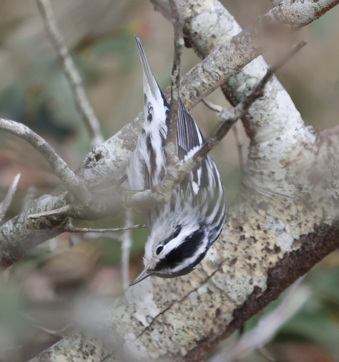 Black-and-white Warbler - ML609464592