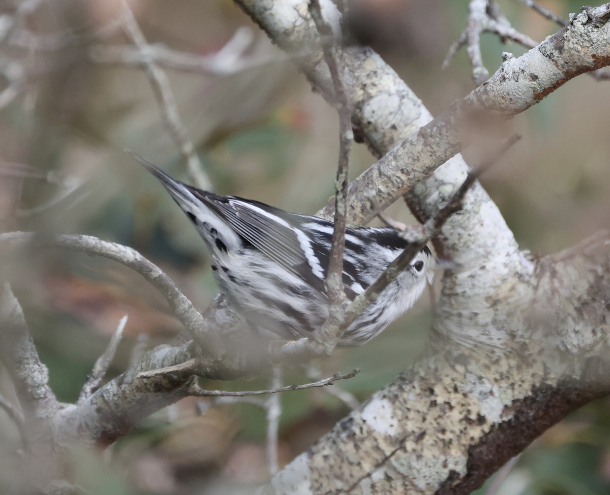 Black-and-white Warbler - ML609464602